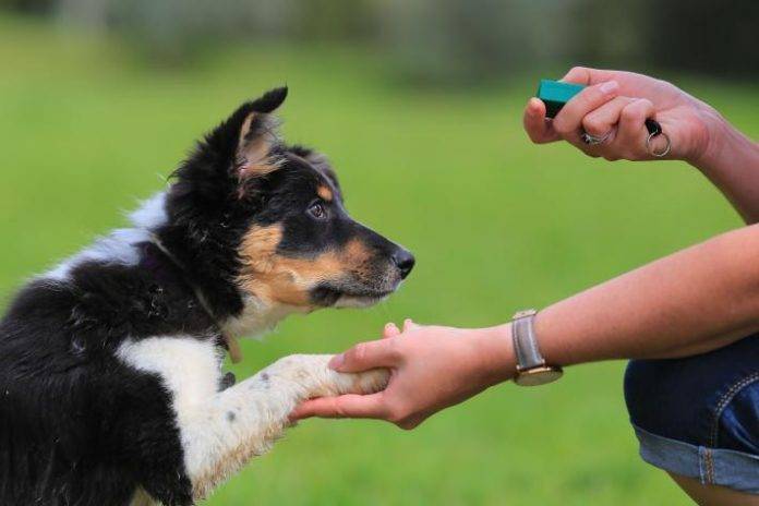 My Dog Training Collar