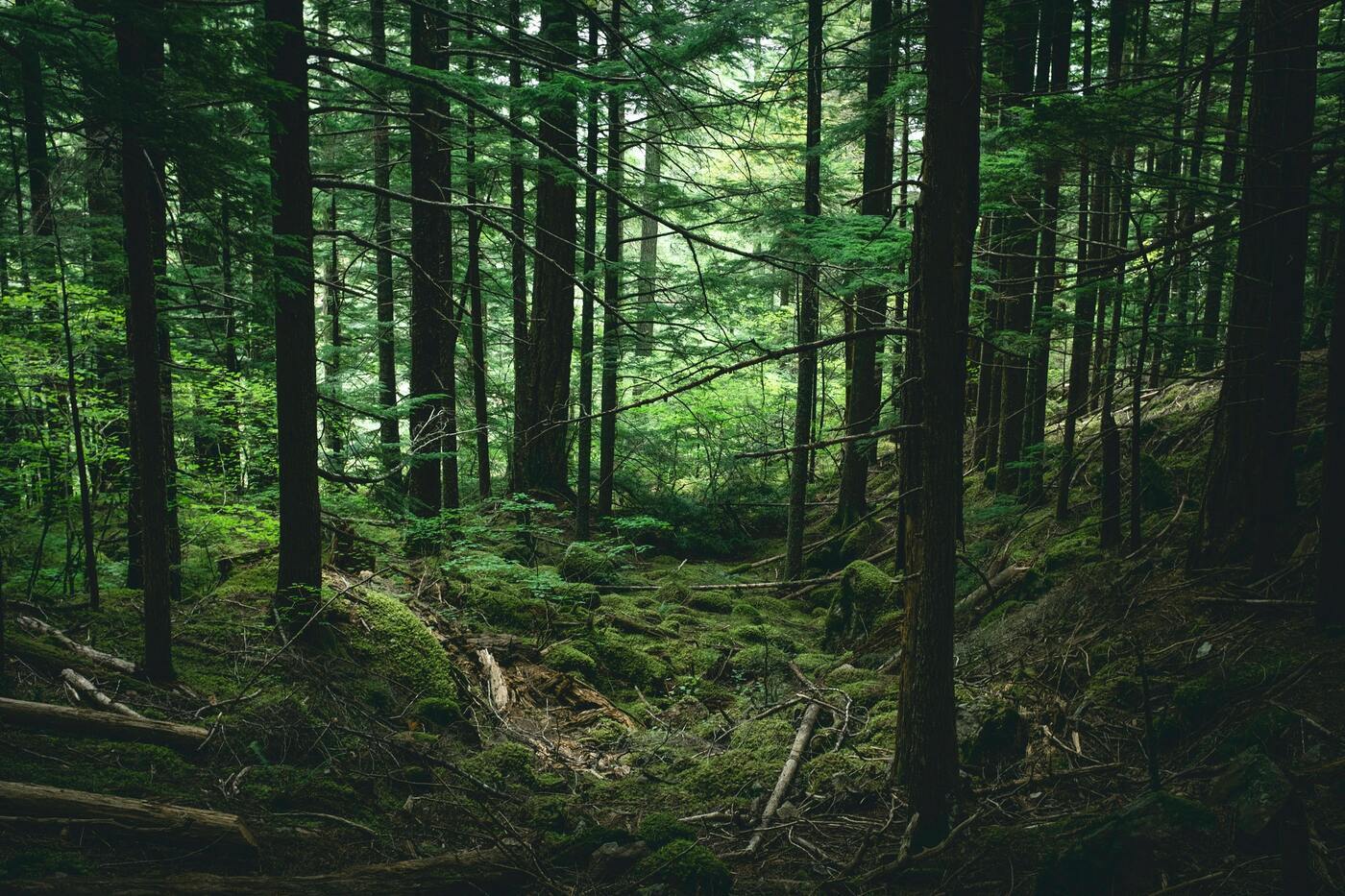 Climate Change Transformed the Amazon Forest into a Significant CO2 Emitter