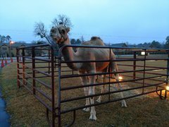 Carolina Fun Factory Petting Zoo