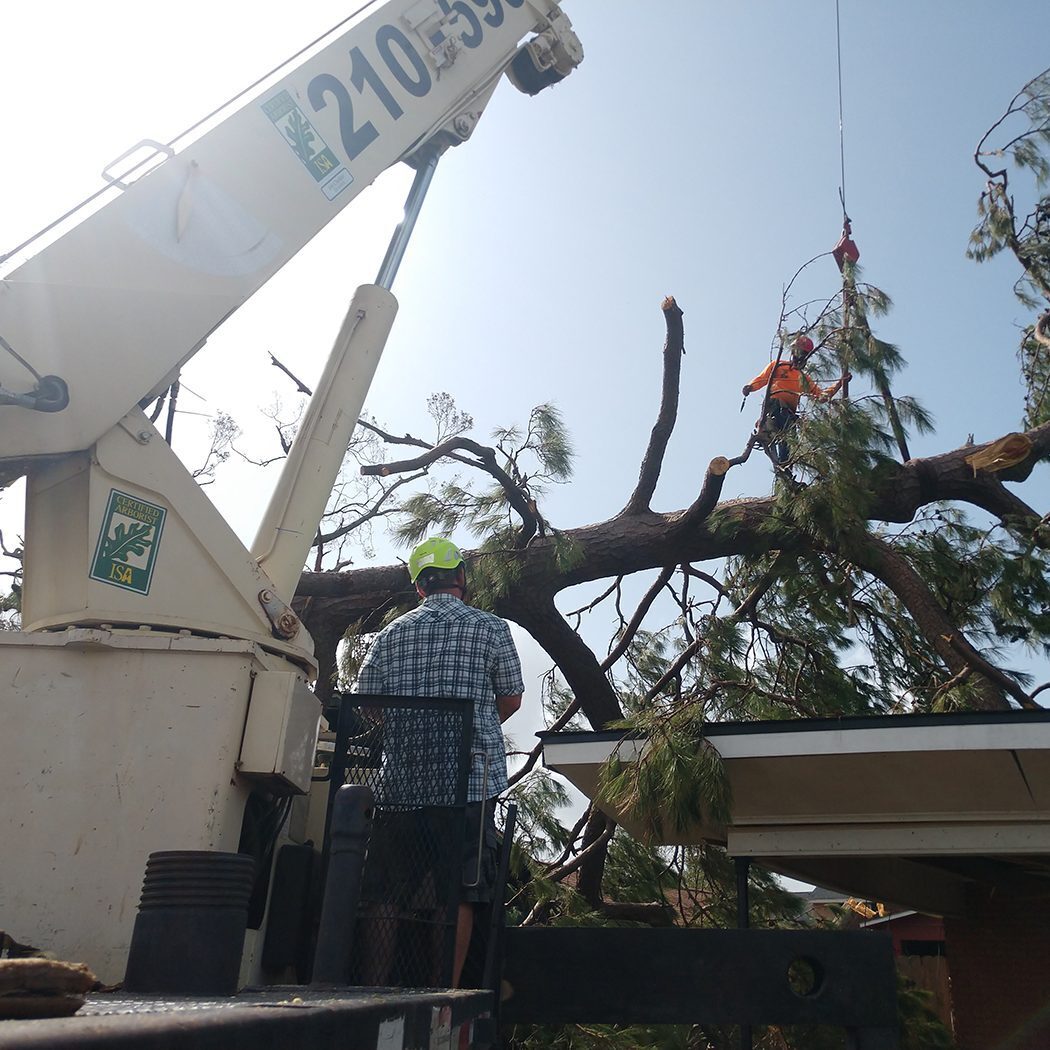 Green Industry Tree Service