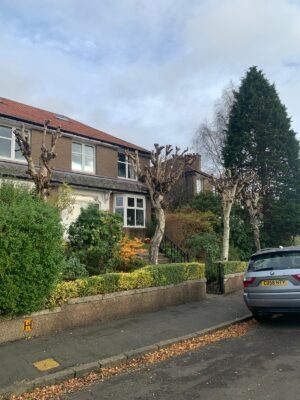 Timber Tree Surgeon, the locally owned and operated tree care company has made a name for itself with clients in Glasgow Southside