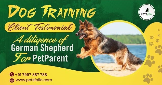 Petsfolio dog training service in India
