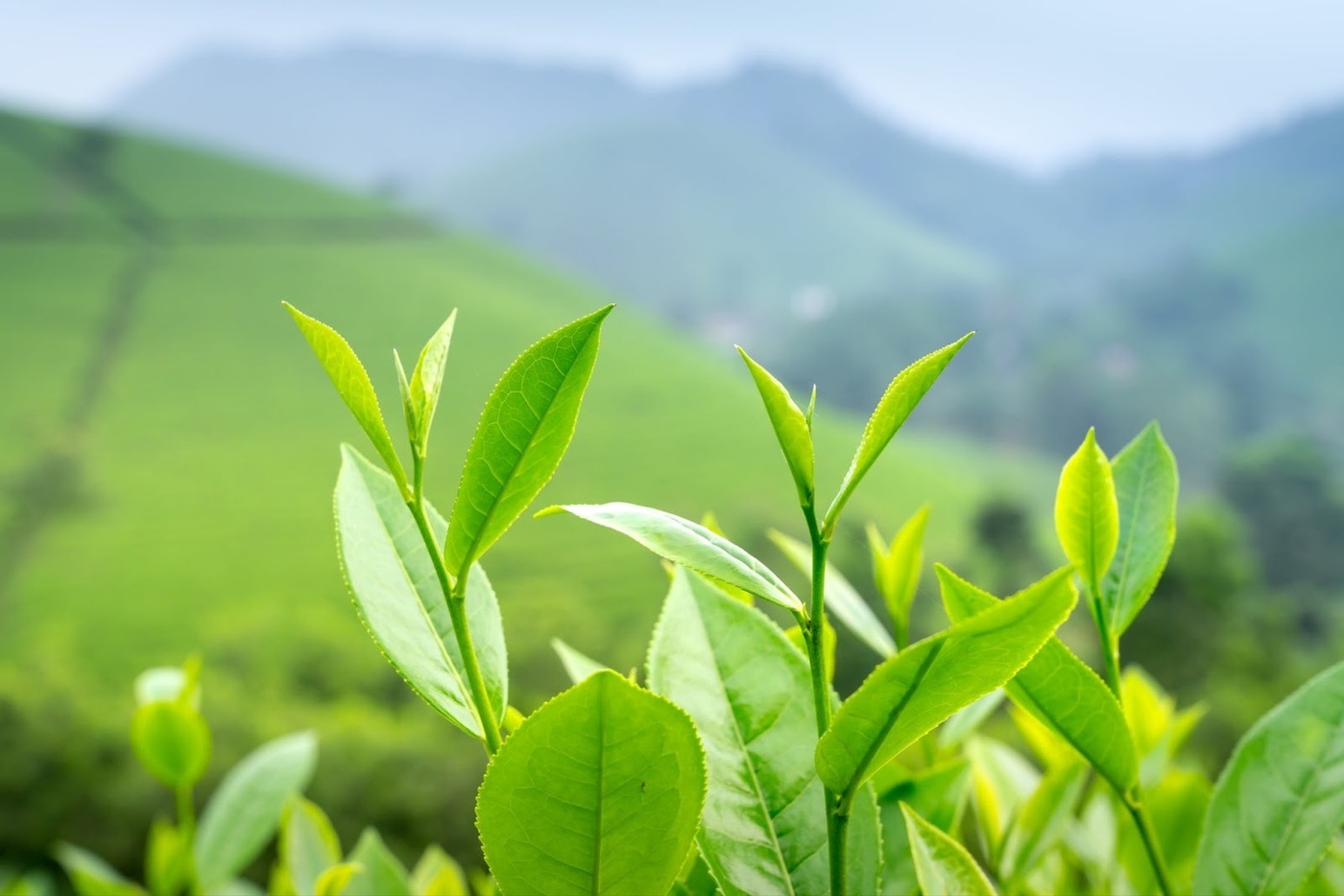 Origins of Green Tea Leaves for Green Tea Packages, Article by IE Green Tea