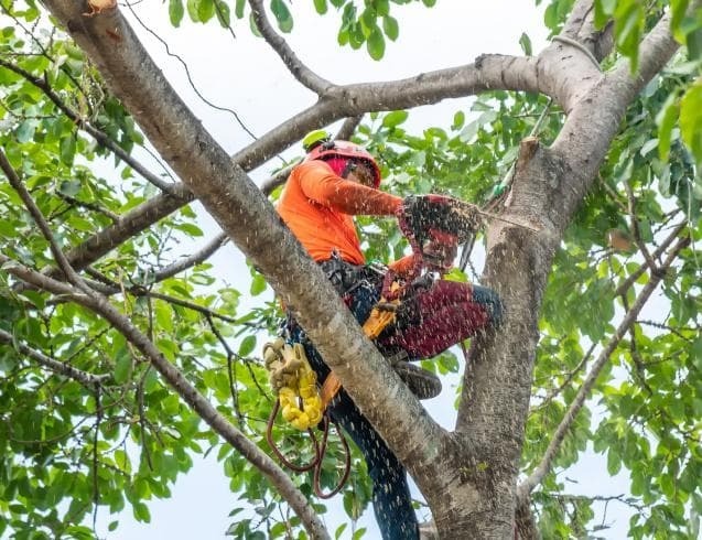 OuterElements Tree Services