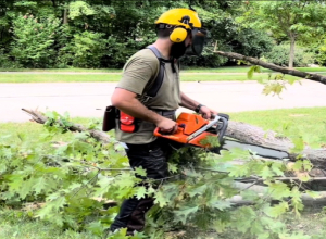 Fort Wayne Tree Removal