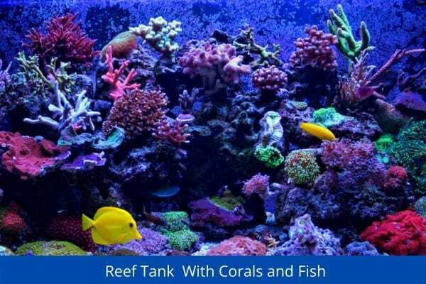 Reef Tank