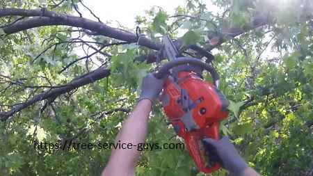 Tree trimming Fort Worth.