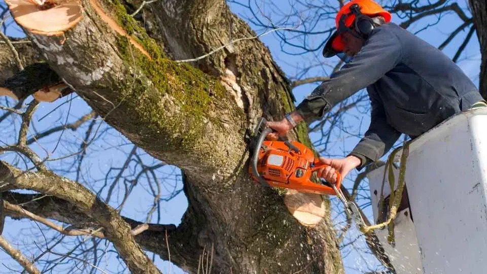 Approved by authorities and trusted by clients, the full-range tree service company has made its mark amongst people of the area with its premium quality solutions that are also affordably priced.