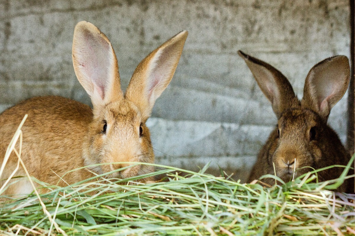 The Little Hay Co Introduces a Growing Network of Fluffy Brand Representatives With a Taste for Fine Dining