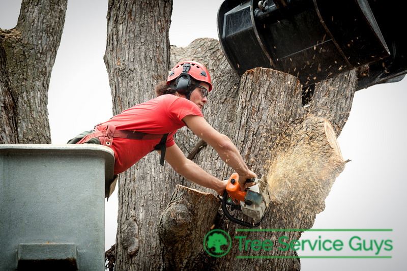 The Fort Worth, TX–based company, with its team of experienced tree removers and cutters, has earned its stripes because of its excellent workmanship and top-quality services that are also affordable.