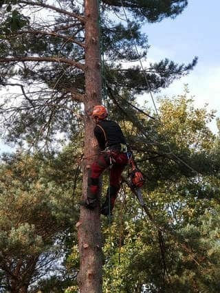 Tree Service Pros of Plano offers full-service tree removal & pruning services, tree maintenance, tree cutting and grunting, and many other services for residential and commercial clients in DFW.