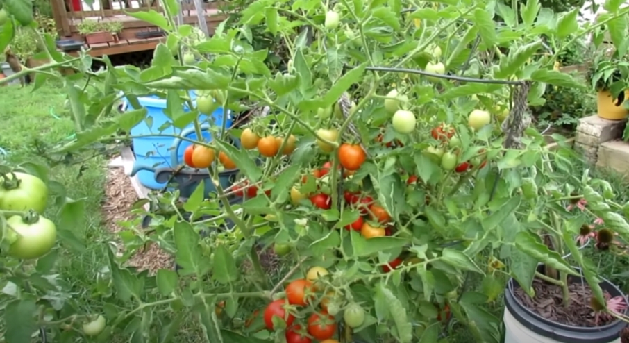 How To Treat Black Spots On Tomato Leaves 