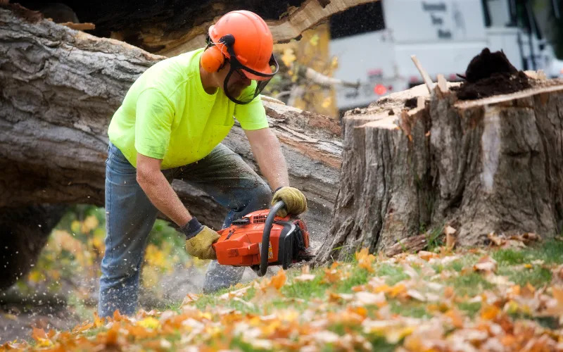 Waco Tree Services is a professional tree care company based in Waco, TX, providing a wide range of tree care solutions for residential and commercial clients.