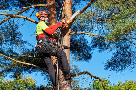 Chips Tree Service is a full-service tree care provider in Phoenix, AZ, offering a wide range of services, including pruning, trimming, removal, and stump grinding.