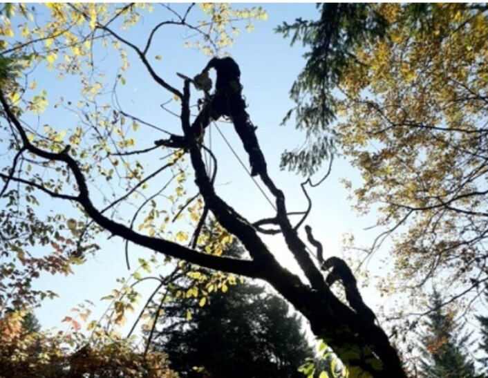 Founded in 2017 by Travis Dearmin, Arbor City Tree Care has become a premier tree care service provider in Vancouver, Washington.