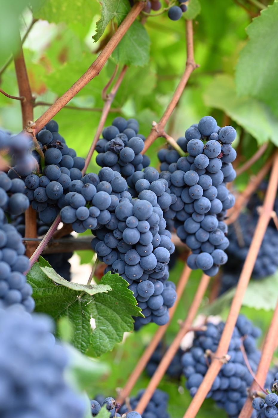 Pinot noir grapes in the Russian River Valley for Halleck Vineyard Three Sons Russian River Pinot Noir