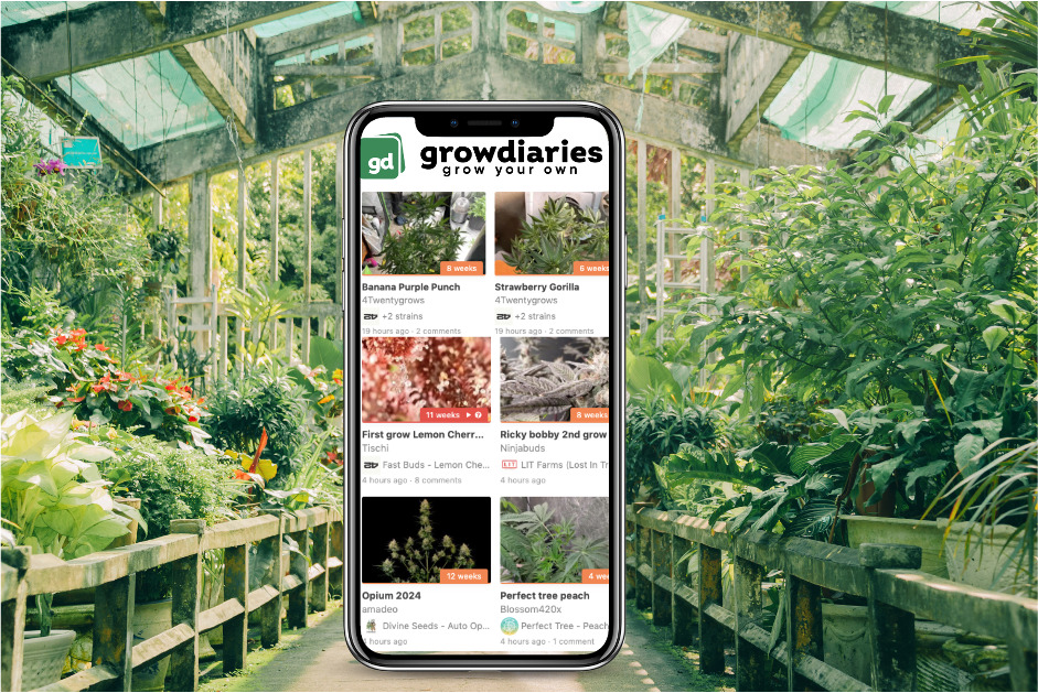 GrowDiaries was founded in 2015 by a Swiss entrepreneur with a passion for both IT and cannabis cultivation.