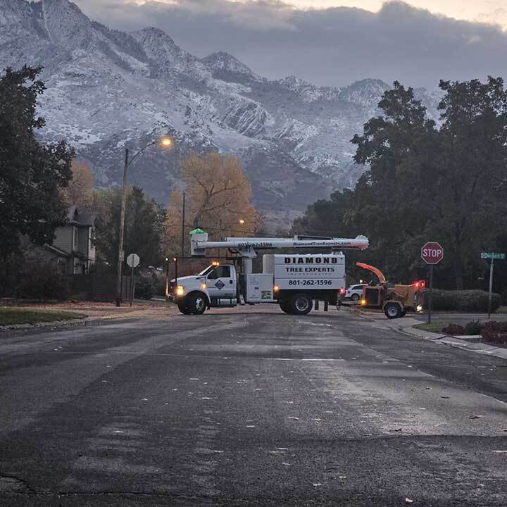 Diamond Tree Experts has provided trusted tree care services for 57 years to residents, businesses, and municipalities across the Wasatch Front.