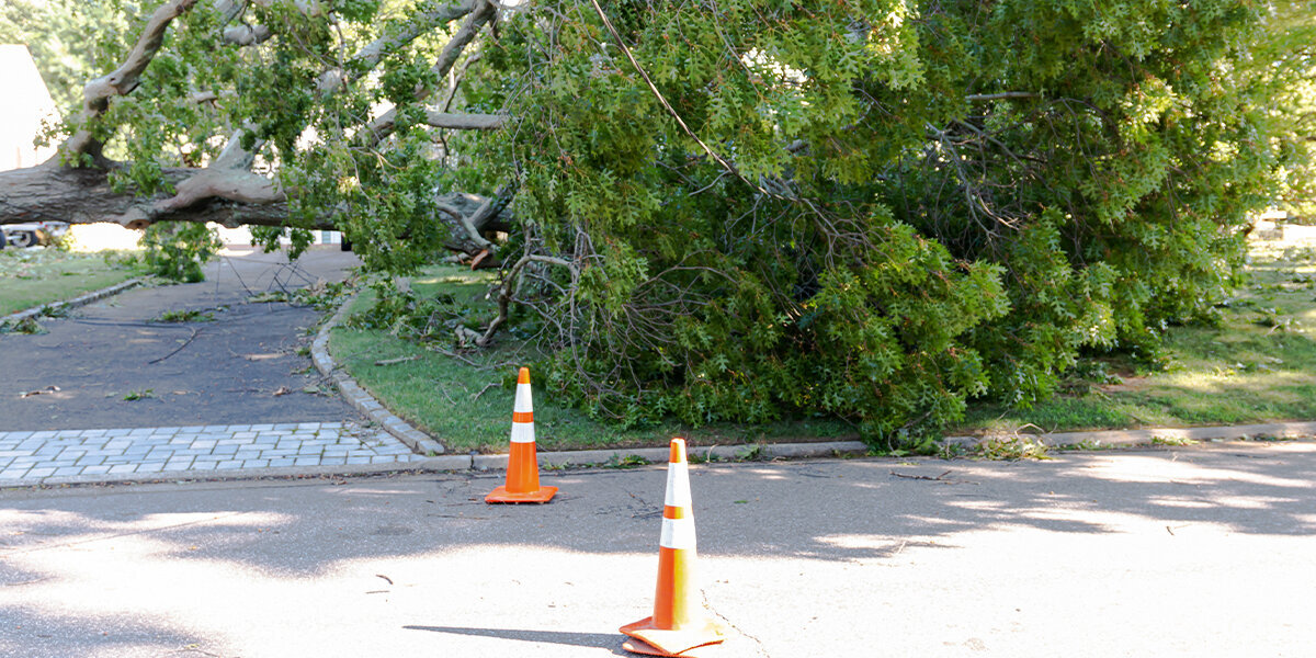 Fallen tree blocked off by traffic cones