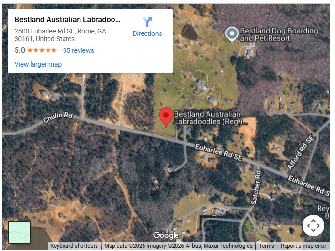 Bestland Australian Labradoodles (Reg.) Atlanta GA