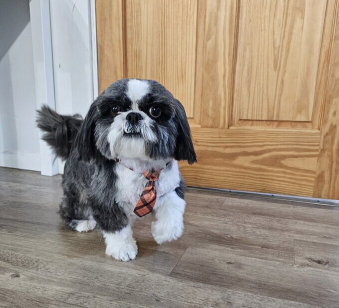 Buddy Paws is a pet grooming and boarding facility located in Ainsworth, Iowa, serving Washington County and surrounding communities.