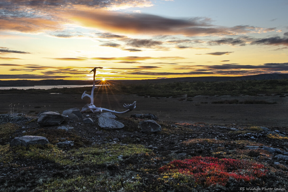 ES Wildlife Photo Tours offers guided photography experiences in remote wilderness locations across Canada and internationally.