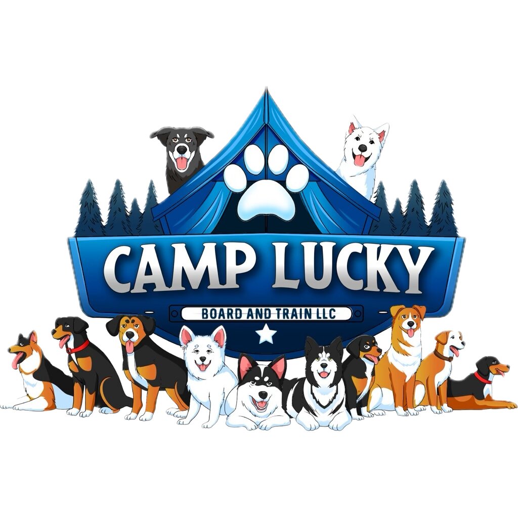 Camp Lucky Board and Train St Louis provides structured, real-world dog training programs designed to produce reliable behavior both on and off leash.