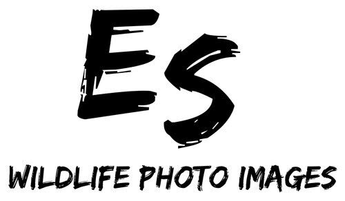 ES Wildlife Photo Tours is a one-person operation run by wildlife photographer Eric Seemann, who personally leads every tour.