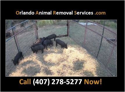 Orlando Animal Removal Services provides wildlife trapping and removal solutions across Central Florida, specializing in wild hog, rodent, and nuisance animal control.