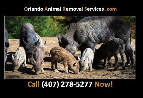 Orlando Animal Removal Services provides wildlife trapping and removal solutions across Central Florida, specializing in wild hog, rodent, and nuisance animal control.