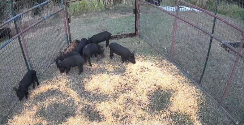 Orlando Animal Removal Services provides wildlife trapping and removal solutions across Central Florida, specializing in wild hog, rodent, and nuisance animal control.