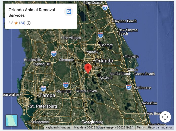 Orlando Animal Removal Services