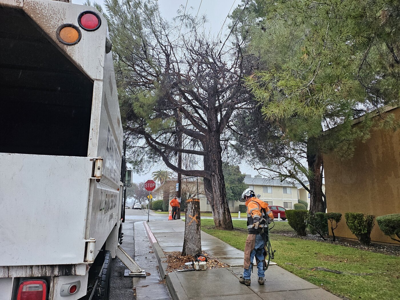 Easy Does It Tree Service provides comprehensive arborist services designed to enhance property safety and maintain landscape health across Shasta County.