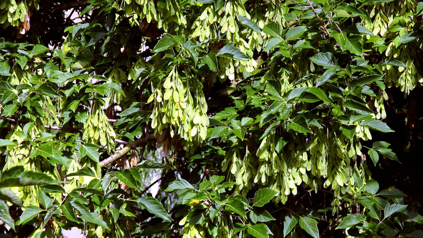 Anderson's Tree Care provides comprehensive tree healthcare and management services to San Jose and surrounding communities throughout the greater Bay Area.