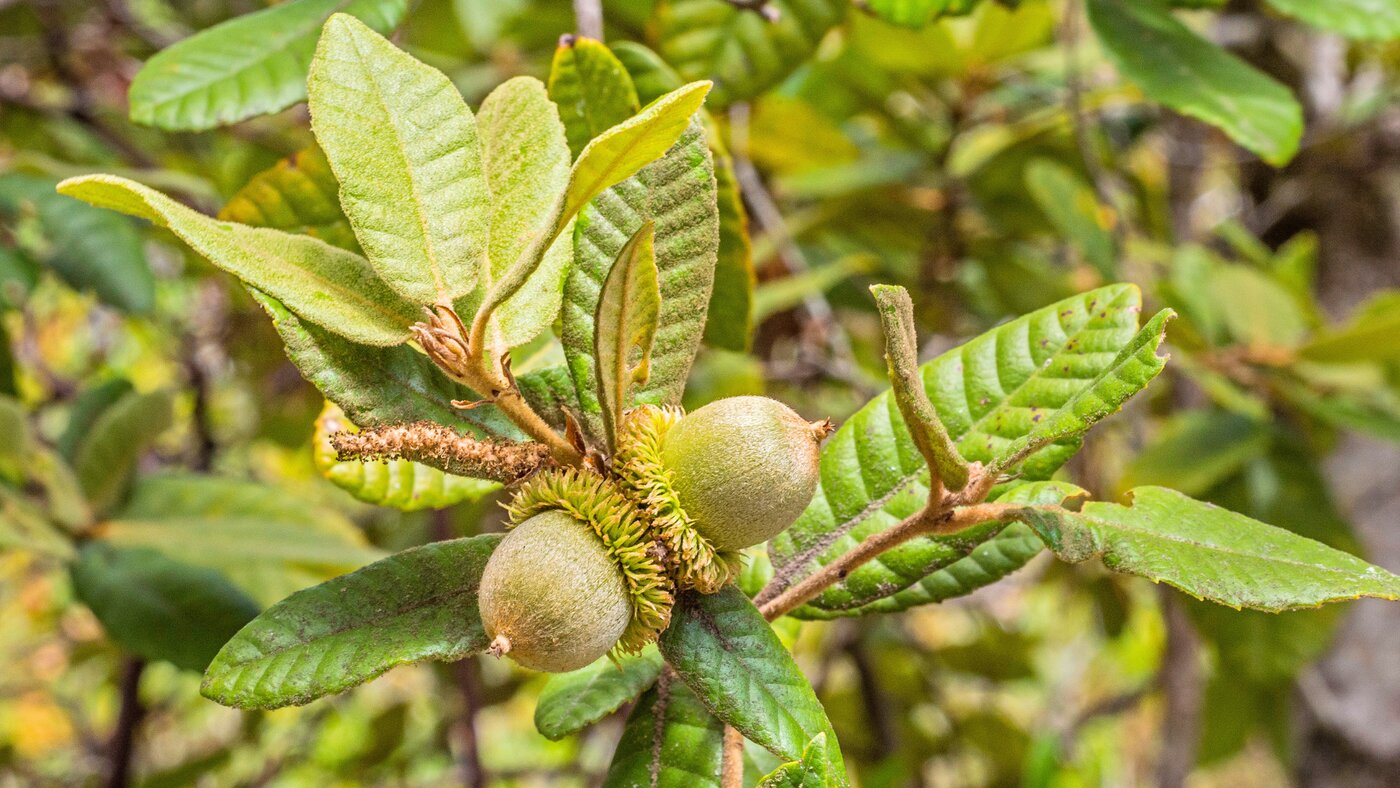 Treemasters supports the long-term care of trees across Marin County through professional arboriculture, site-specific management, and ongoing tree preservation.