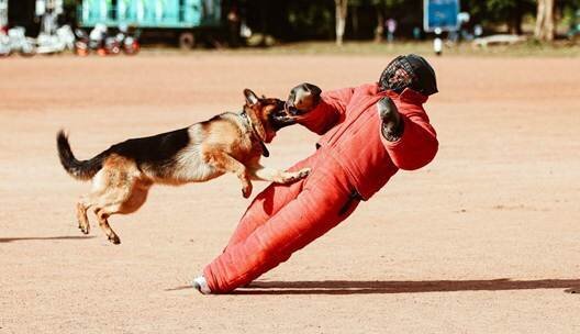 A dog engaging with a trainer wearing a padded protective suit during a training exercise.