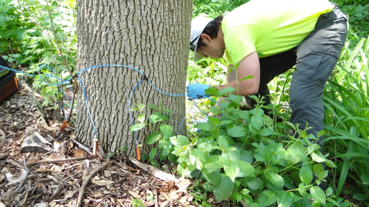 HH Accurate Arborists is a professional arborist and tree care company based in Verona, Wisconsin, serving Madison, Verona, and the surrounding Dane County region.