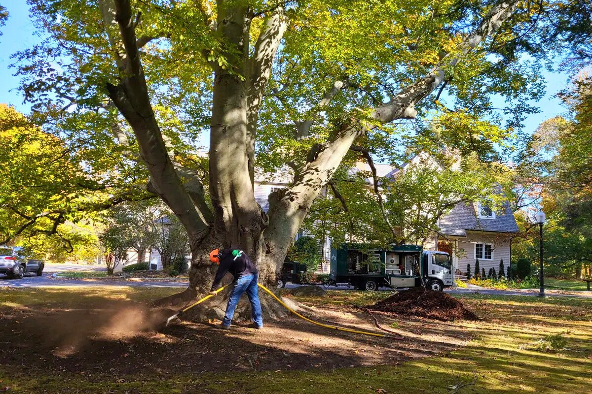 Tree Tech Inc. is a professional tree care company serving Newton, Wellesley, and the surrounding Middlesex County region.