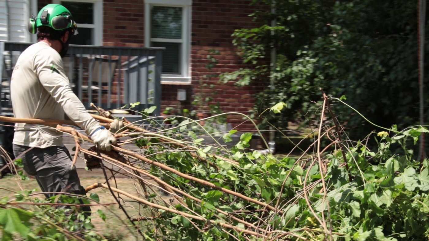 Longtree Tree Service is a professional tree care company based in Southfield, Michigan, serving Southfield, Lathrup Village, and the surrounding Southeast Michigan region.