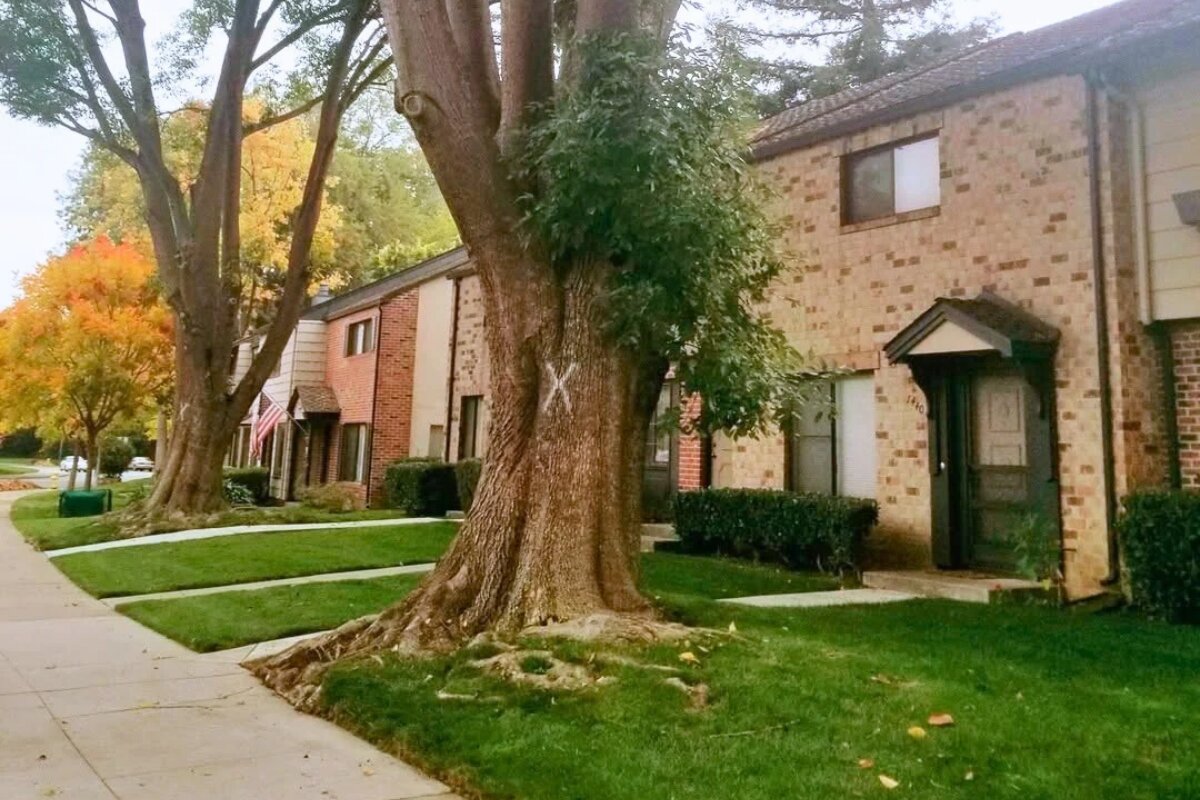 Anderson’s Tree Care Specialists is a local, family-run tree care company founded in San Jose in 1995.