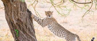 Zara Tours explains why you should visit East Africa during winter.