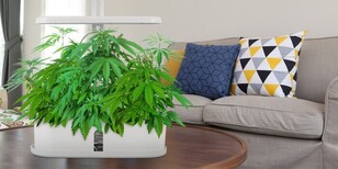 Dr Goodrow Review: Don't spend a dime until you've read this! Review by Harry Johnson