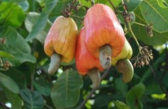 Reputable Vietnam Cashew Nut Exporter Kimmy Farm Pioneers Vietnam’s Cashew Industry