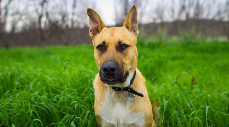 German Shepherd Pitbull Mix - Full Dog Breed Information by Pawsandfurs.com