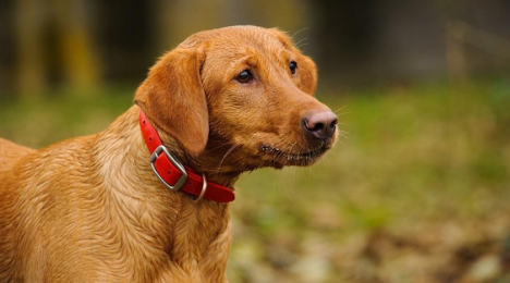 Red Fox Labradors - Full Dog Breed Information by Pawsandfurs.com
