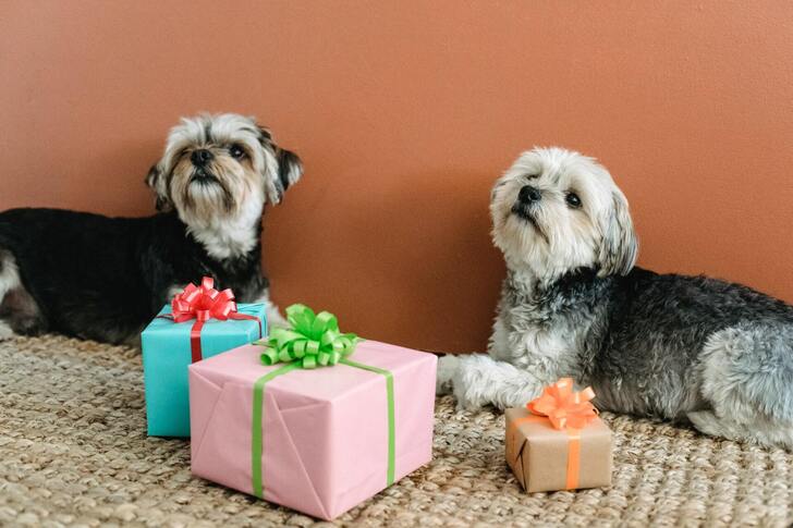 Most Charming Gift Ideas for Your Darling Pets