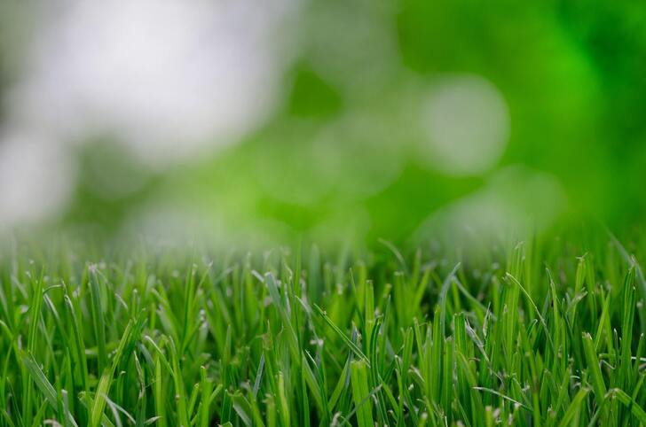 Plano TX lawn maintenance company offers Tips for Dallas Homeowners