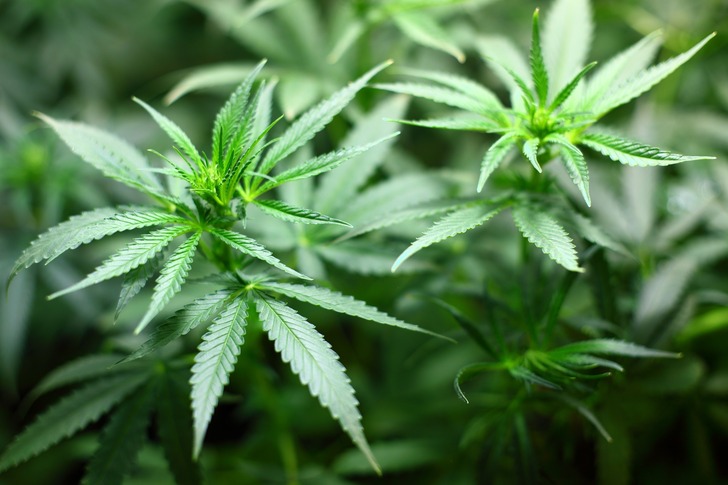  Washington Medical Marijuana Legalisation Highlights 