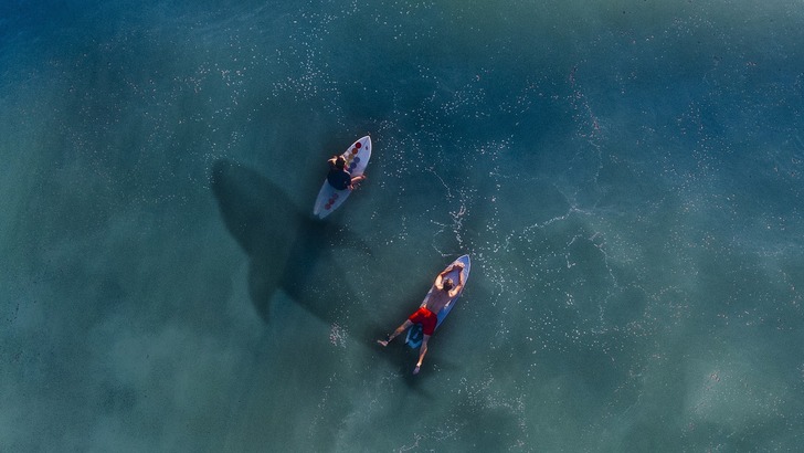 White Shark Caught on Drone Camera Swimming Next to Humans