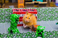 Hamster in Minecraft Maze - Homura Ham